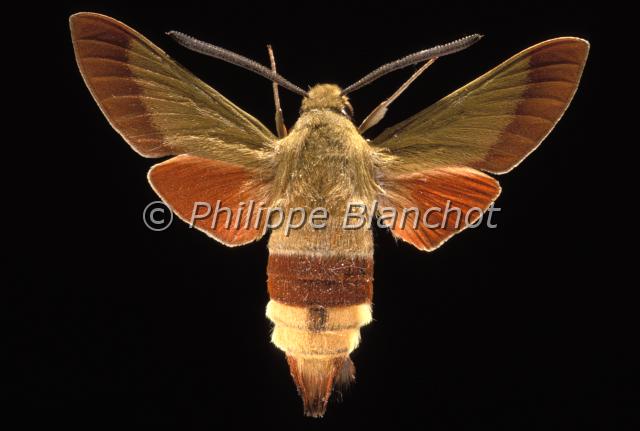 hemaris croatica.JPG - Hemaris croaticaMacroglosse de CroatieOlive Bee Hawk mothLepidopter, SphingidaeCroatie